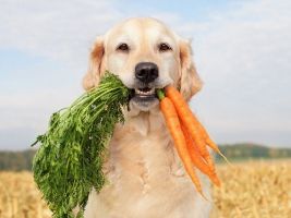 Cambiar la dieta de los perros puede ayudar más al planeta que cambiar la propia, según un estudio